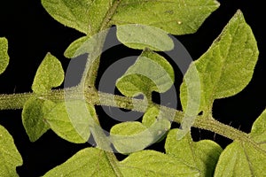 Tomato Lycopersicon esculentum. Leaf Detail Closeup