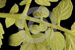 Tomato Lycopersicon esculentum. Leaf Detail Closeup