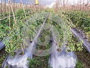 Tomato or Lycopersicon esculentum Plantation