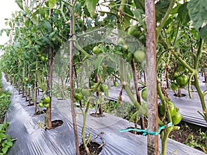 Tomato or Lycopersicon esculentum Plantation