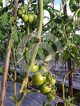 Tomato or Lycopersicon esculentum Plantation