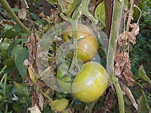 Green Tomato Indian Vegetables Food solanum lyco pocican