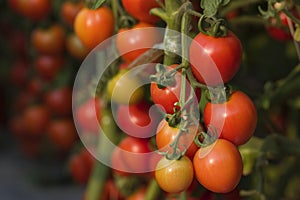 Prolific tomato fruit crop nearly to harvest