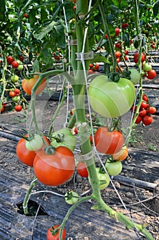 Tomato Nursery