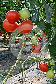 Tomato Nursery