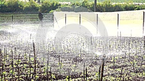 Tomato in nursery garden, Da Lat city, Lam province, Vietnam