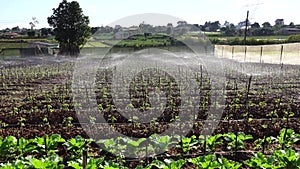 Tomato in nursery garden, Da Lat city, Lam province, Vietnam