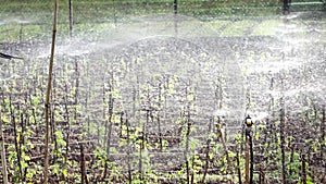 Tomato in nursery garden, Da Lat city, Lam province, Vietnam