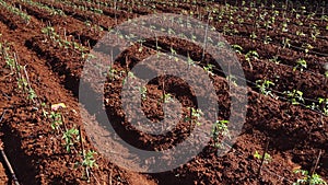 Tomato in nursery garden, Da Lat city, Lam province, Vietnam