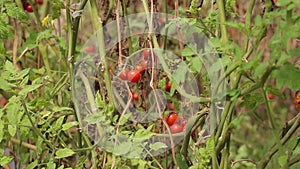 Tomato in nursery garden, Da Lat city, Lam province, Vietnam