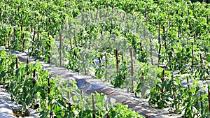 Tomato in nursery garden, Da Lat city, Lam province, Vietnam