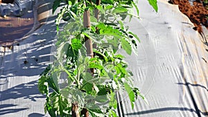 Tomato in nursery garden, Da Lat city, Lam province, Vietnam