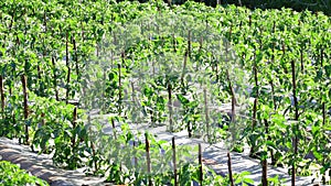 Tomato in nursery garden, Da Lat city, Lam province, Vietnam