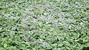 Tomato in nursery garden, Da Lat city, Lam province, Vietnam