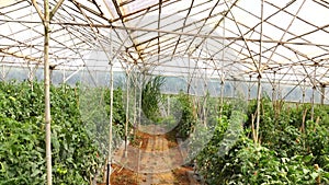Tomato in nursery garden, Da Lat city, Lam province, Vietnam