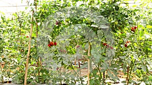 Tomato in nursery garden, Da Lat city, Lam province, Vietnam