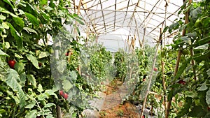 Tomato in nursery garden, Da Lat city, Lam province, Vietnam