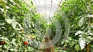 Tomato in nursery garden, Da Lat city, Lam province, Vietnam