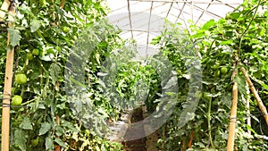 Tomato in nursery garden, Da Lat city, Lam province, Vietnam