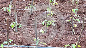 Tomato in nursery garden, Da Lat city, Lam province, Vietnam