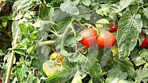 Tomato in nursery garden, Don Duong district, Lam province, Vietnam