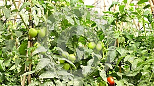 Tomato in nursery garden, Don Duong district, Lam province, Vietnam