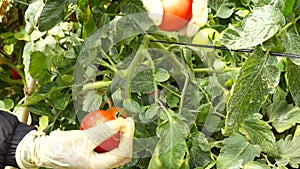 Tomato in nursery garden, Don Duong district, Lam province, Vietnam