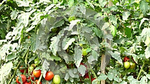 Tomato in nursery garden, Don Duong district, Lam province, Vietnam