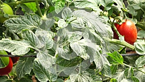 Tomato in nursery garden, Don Duong district, Lam province, Vietnam