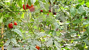 Tomato in nursery garden, Don Duong district, Lam province, Vietnam