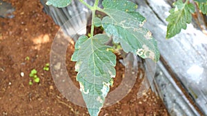 Tomato in nursery garden, Don Duong district, Lam province, Vietnam