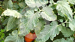 Tomato in nursery garden, Don Duong district, Lam province, Vietnam