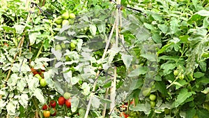 Tomato in nursery garden, Don Duong district, Lam province, Vietnam