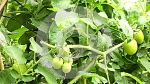 Tomato in nursery garden, Don Duong district, Lam province, Vietnam