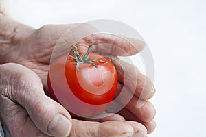 Tomato in old hands