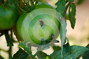 Tomato parasite photo