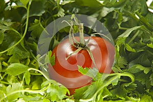 Tomato between parsley