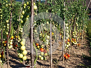 Tomato patch