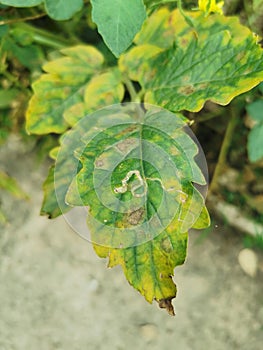 Tomato pest, infested leaf with insect and fungi