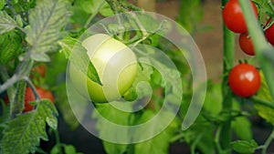 Tomato Is Picked Off Vine - Normal And Cherry Sized