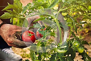 Tomato picking in garden