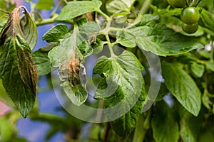 Tomato plague on the plant leaves in the greenhouse