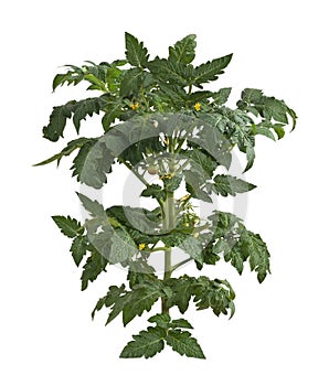 Tomato Plant