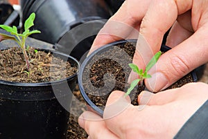 Tomato plant