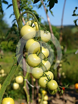 A tomato plant