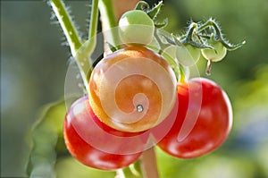 Tomato plant