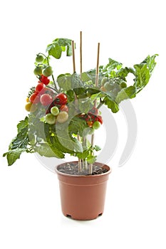 Tomate planta 