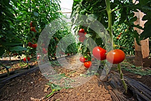 Tomato plant photo