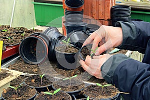 Tomato plant