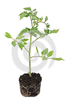 Tomato plant